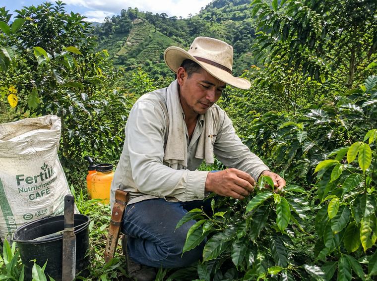 Caficultor aplicando fertilizante a las plantas de café en la ladera